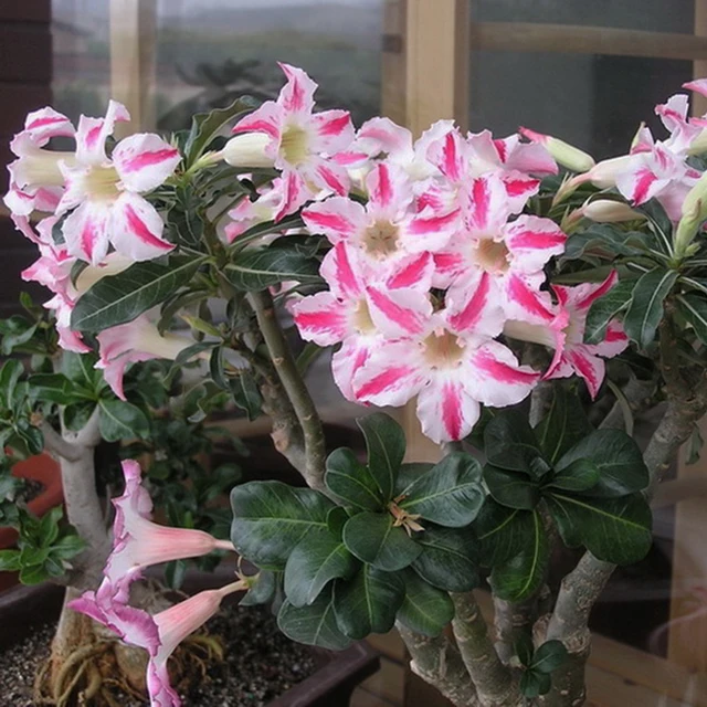 Unique Pink And White Desert Rose Seeds Potted Flowers Unique Pink And White Desert Rose Seeds Potted Flowers Ornamental Plants Adenium Obesum 1pcs