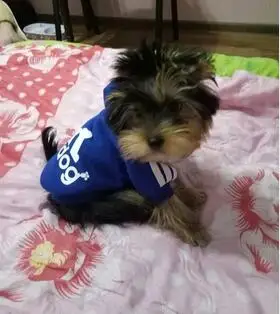 Новая модная одежда для собак, милый костюм для собак для йоркширских терьеров и чихуа-Хуа, куртка для маленьких щенков - Цвет: Blue