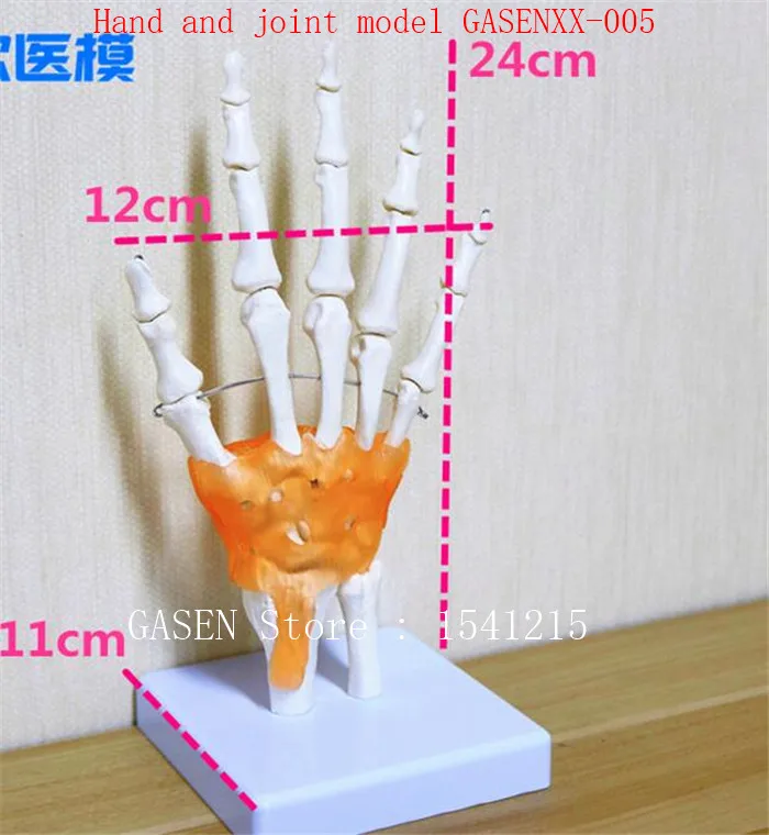 

palm Skeleton model With toughness Teaching medicine Body section model Hand and joint model GASENXX-005