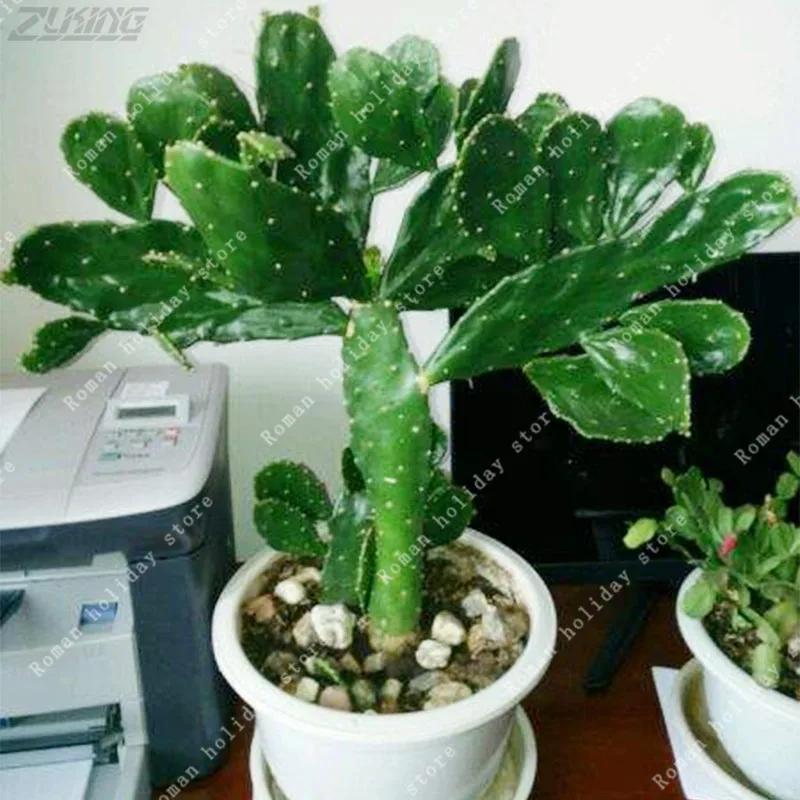 

ZLKING 100pcs Novelty Cactus Organic Ornamental Rare Succulents Purify The Air Prevent Radiation Rare Succulents