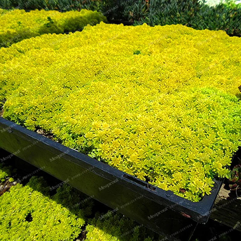 

Diy Home Garden Plant 200+ Bonsai Goldmoss Sedum GOLDEN ACRE SEDUM STONECROP GOLD MOSS Groundcover Flower Bonsai Free Shipping