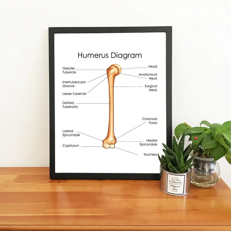 Anatomi Manusia Humerus Diagram Cetakan Dokter Kantor Dinding Seni Poster Dekorasi Pendidikan Grafik Biologi Kanvas Lukisan Painting Calligraphy Aliexpress