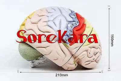 Human Anatomical Colorful Brain Dissection Medical Organ Teach Model School Hospital Hi-Q Human Anatomical Colorful Brain Dissection Medical Organ Teach Model School Hospital Hi-Q