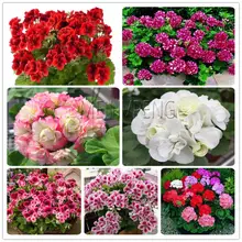 Rare100 шт Герань бонсай цветок завод пеларгония цветок герани горшечные растения очищают воздух естественный рост для домашнего сада