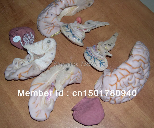 Роскошная модель мозга человеческого мозга|human brain model|human brainsbrain model |