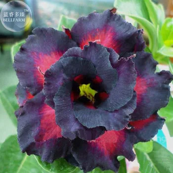 BELLFARM Rare Black Charming Double Adenium Desert Rose Seeds, 2 Seeds, black petals with red spot E3519