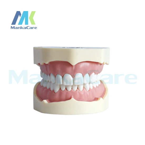 

Manka Care - BF Type Study Model/28 pcs Tooth/Soft Gum/Screw fixed/Without Articulator Oral Model Teeth Tooth Model