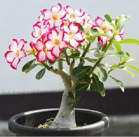 20pcs True Desert Rose plants Exotic Adenium Obesum plants Flower Bonsai plants Air Purification Home Garden Potted Flowers B69