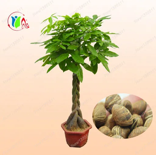 1 seed bag font b pachira b font macrocarpa font b pachira b font seeds font