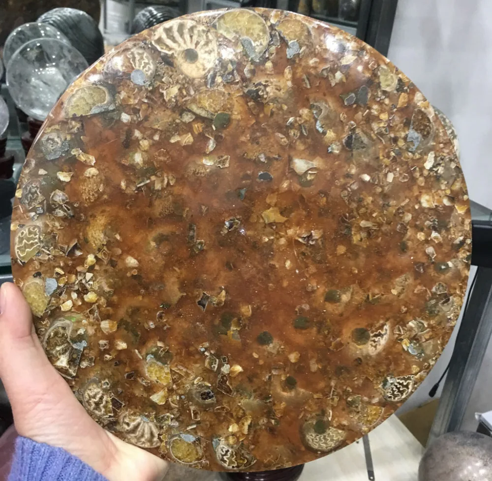 1 шт. 920 г+ аммонит окаменелость ломтик пластины Natura Shell a compassl Мадагаскар FOSSIL с лечебным действием, образцы