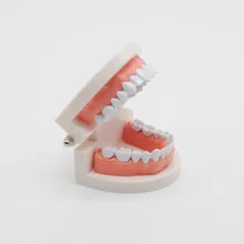 Стандартный стоматологический обучающий инструмент для обучения взрослых зубов