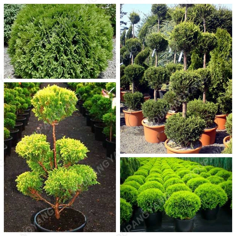 50 шт. круглый кипарис растения красивые Cypress бонсай для DIY домашний сад Посадка