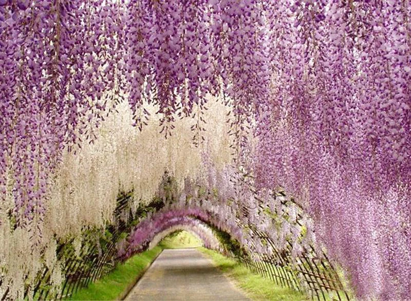 1000pcs Artificial Silk Wisteria Flowers For DIY Wedding Arch Square Rattan Simulation Flowers Home Wall Hanging Decoration 1000pcs Artificial Silk Wisteria Flowers For DIY Wedding Arch Square Rattan Simulation Flowers Home Wall Hanging Decoration
