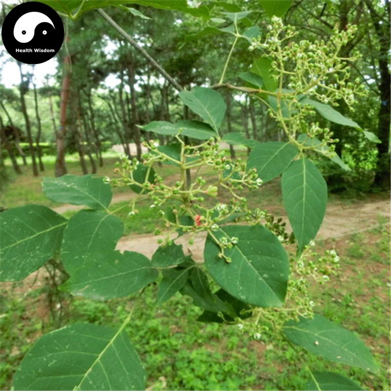 

Buy Evodia Tree Semente 100pcs Plant Evodia Daniellii Tree Chou Tan For Wu Zhu Yu