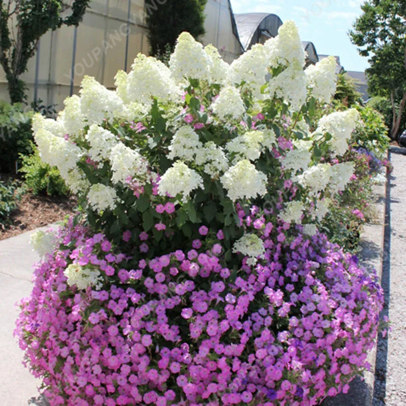 20pcs/pack Hydrangea Paniculata vanilla Fraise Strawberry Hydrangea bonsai Bonsai Flower bonsai Potted Plant For Home Garden Pla