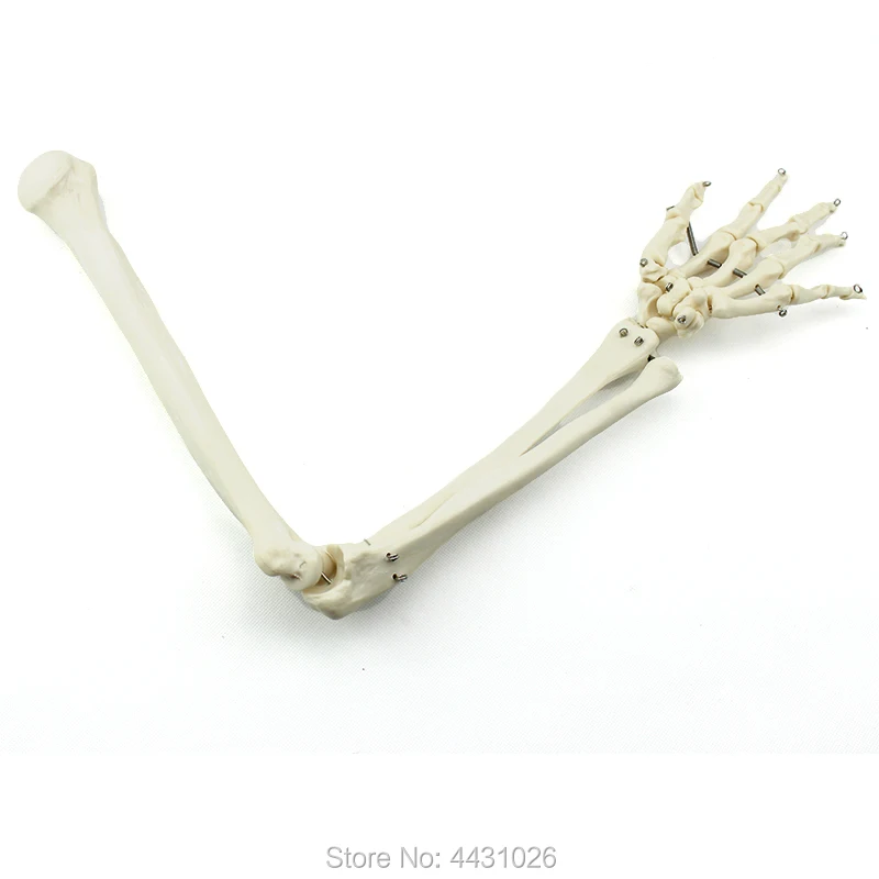 ENOVO The bone model of the human body is the bone model of the human body цена ENOVO The bone model of the human body is the bone model of the human body цены онлайн