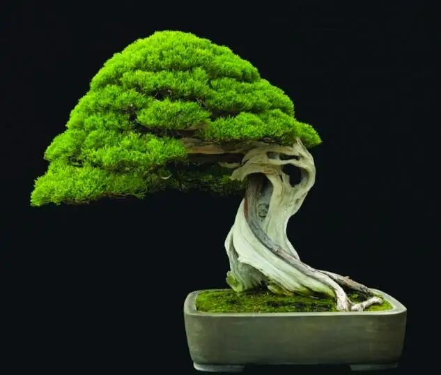 Details about 100PCS Rare Tree bonsais Bonsai Plant JAPANESE Cedar