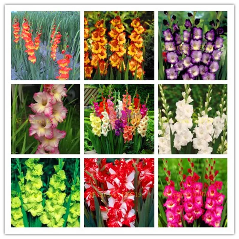 100/bag Perennial Gladiolus Flower Seeds, Rare Sword Lily Seeds for DIY HOME garden planting Aerobic potted plants  decoration