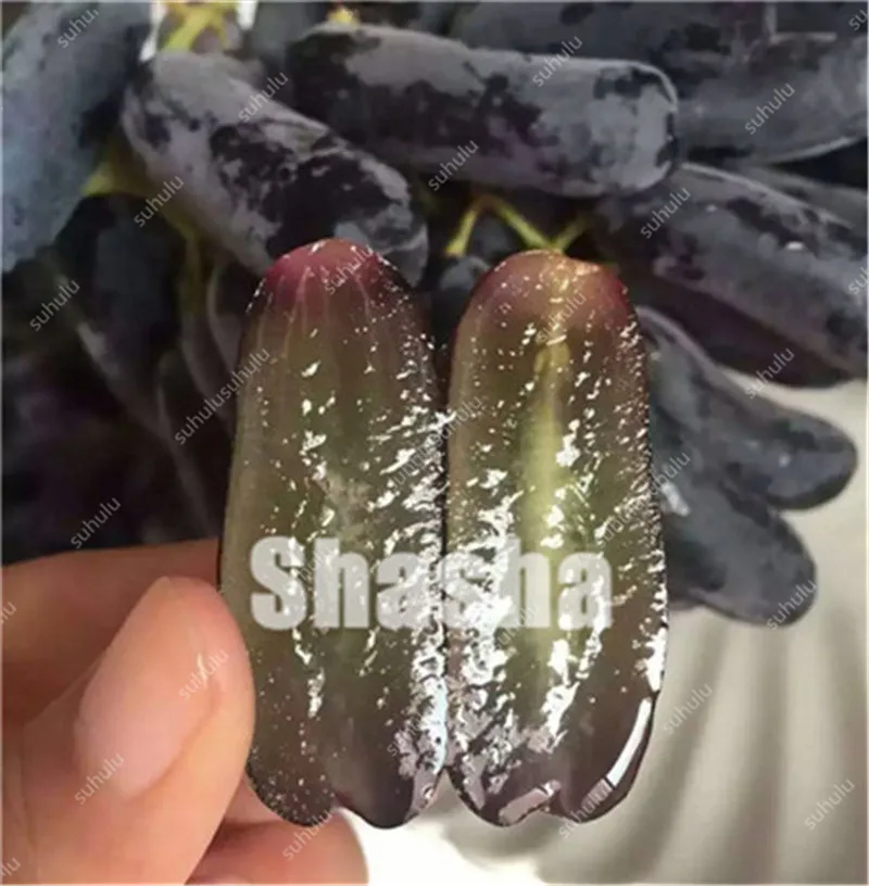 10 Pcs Black Finger Grape America Giant Grape Bonsai Edible Succulent Fruit Tree Perennial Indoor home garden Potted Plants 10 Pcs Black Finger Grape America Giant Grape Bonsai Edible Succulent Fruit Tree Perennial Indoor home garden Potted Plants