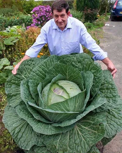100Seeds Rare Giant Russian Cabbage Seeds, High-Quality Vegetable for home garden