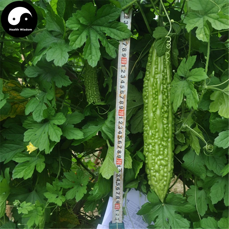 Buy Bitter Gourd Vegetable Semente 60pcs Plant Momordica Charantia