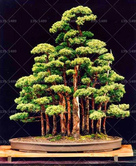 

50pcs/Bag Rare Bonsai Thunbergii Black Pine bonsai Tree flores Potted Plants Japanese Pine Tree for home garden planting