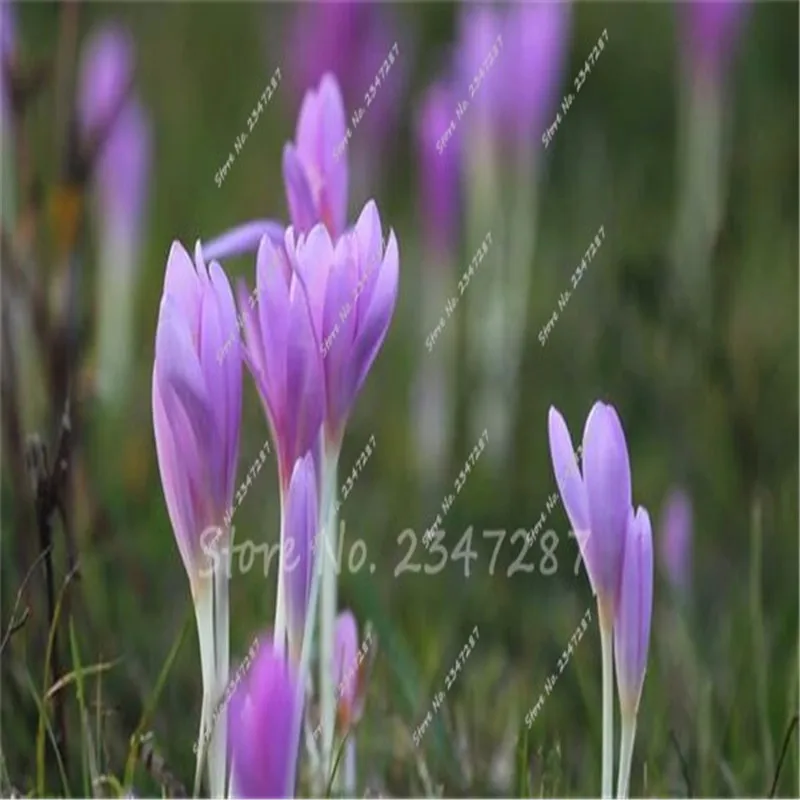 Buy 2016 Rare Saffron Flower Bulbs,Saffron Crocus