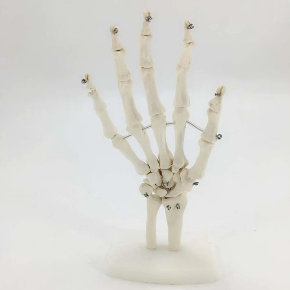 

Skeleton Hand Joints Model Medical Teaching Anatomical Model Anatomy