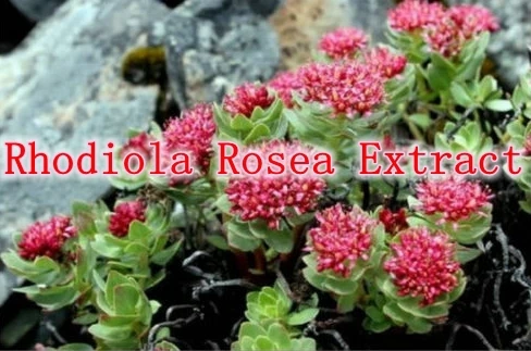 

1 pack Rhodiola Rosea Extract 3% Rosavins 300mg x 300caps free shipping