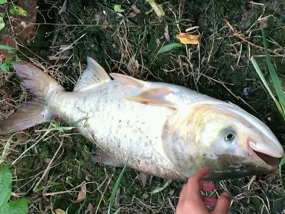 silvercarp