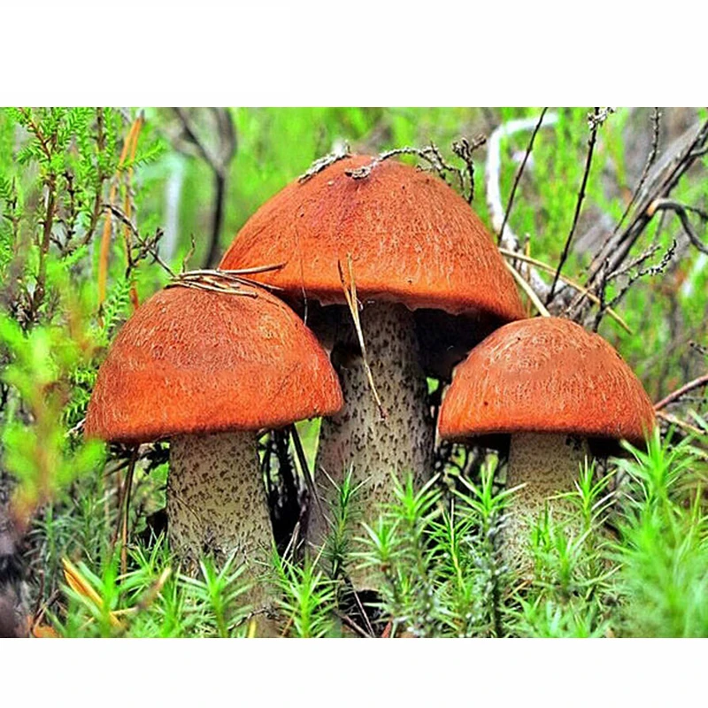 HOMLIF-DIY-Handmade-Crafts-Diamond-Embroidery-Square-Diamond-Mosaic-Kits-mushroom-fruit-Rhinestones-Diamond-Painting-Cross