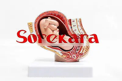 

Human Anatomical Fetus Embryo Pregnancy 9 Months Organ Medical Teach Model School Hospital