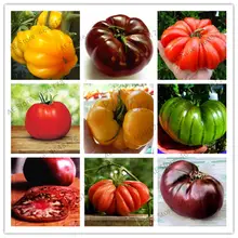 200 шт Гигантский Большой томат бонсай большой очень вкусно органического помидора еда овощи легко выращивать горшок завод