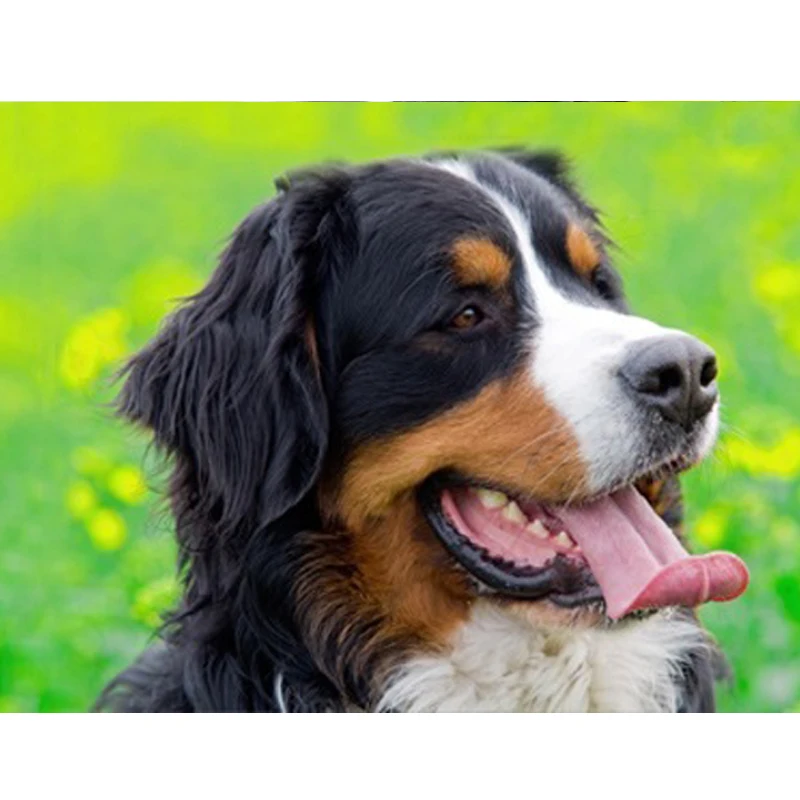 

Diamond Painting Cross Stitch,bernese mountain dog,Diamond Mosaic,Wall Decor,DIY Diamond Embroidery,bernese mountain Art Decor