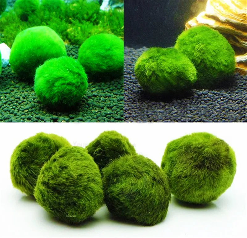 2 pieces/lot green algae ball viewing real water grass live fish tank aquarium landscaping