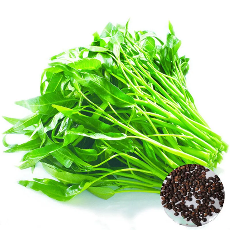 

500pcs Water Spinach Bonsai Seedlings Grass Seedsplants Balcony Indoor Outdoor Plants Vegetable Seedling Plant Garden Decor Sale