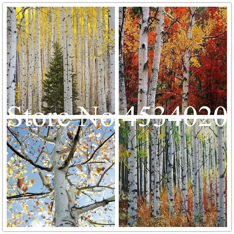 

100 pcs White Birch Tree Bonsai, Rare Heirloom Sacred White Birch,tropical garden decorative Trees Planted evergreen plant