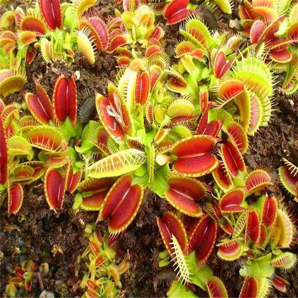 500 PCS hot-selling Potted Insectivorous Dionaea Muscipula Giant Clip Flytrap bonsais Carnivorous Plant Diy Plant Semente
