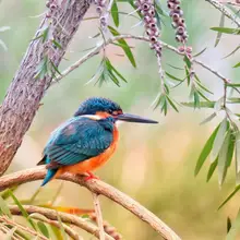 Краска по комплекты номеров для взрослых DIY 40479