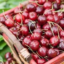 20 Cherry Семена, Австралия Black Cherry Tree Семена Редкие фруктовых деревьев Семена для домашнего Сад посадки