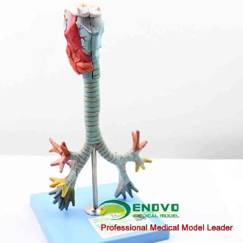 Human larynx and tracheal bronchial tree model laryngeal anatomical