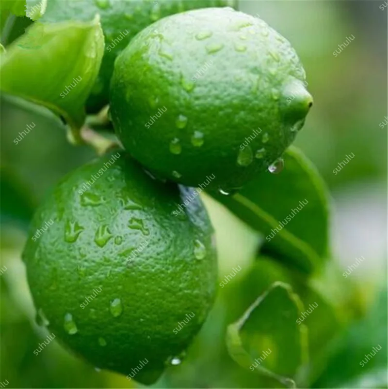 30 Pcs Edible Fruit Meyer Lemon Bonsai, Exotic Citrus Bonsai Lemon Tree Fresh Plants Fruit Vegetable Herb Plants Easy To Grow 30 Pcs Edible Fruit Meyer Lemon Bonsai, Exotic Citrus Bonsai Lemon Tree Fresh Plants Fruit Vegetable Herb Plants Easy To Grow