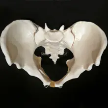 Человеческий анатомический Скелет манекен, торс мужской модель таза сердце череп и мозги череп модель в травме уход за манекеном поезд