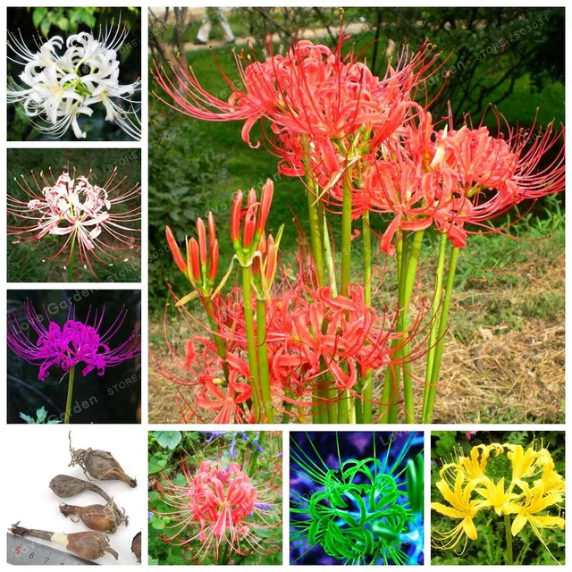 2 Pcs Lycoris Radiata Bulbs Rare Beautiful Potted Plants Perennial