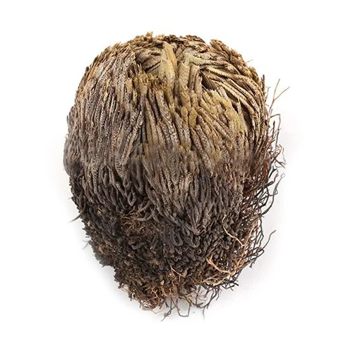 NEW Live Resurrection Plant Rose Of Jericho Dinosaur Plant Air Fern Spike Moss NEW Live Resurrection Plant Rose Of Jericho Dinosaur Plant Air Fern Spike Moss