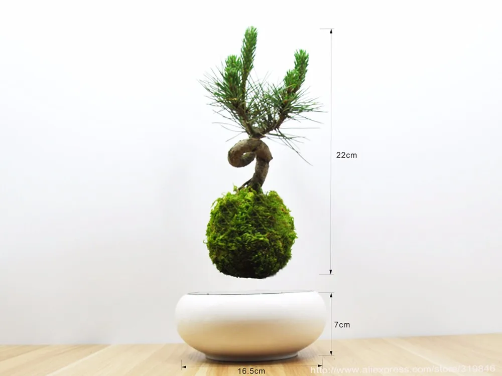 парящее дерево. левитирующий бонсай. левитирующий бонсай. парящее дерево. левитирующий горшок leplant wood.