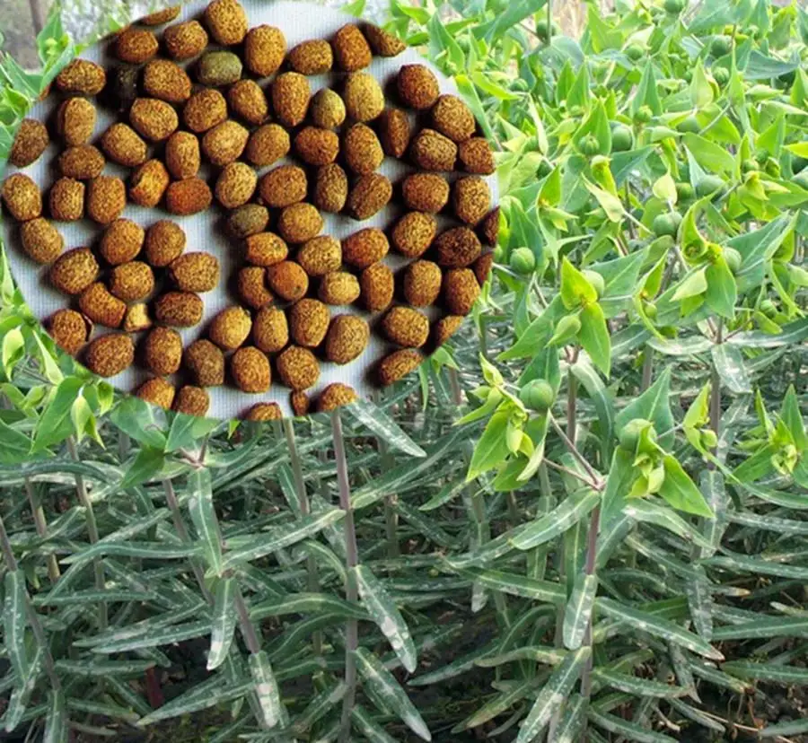 

1kg 10:1 moleplant seed extract moleplant extract powder