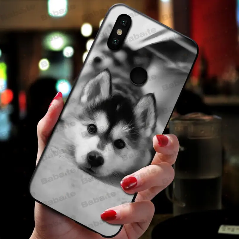 Animal Husky cute Puppy Dog