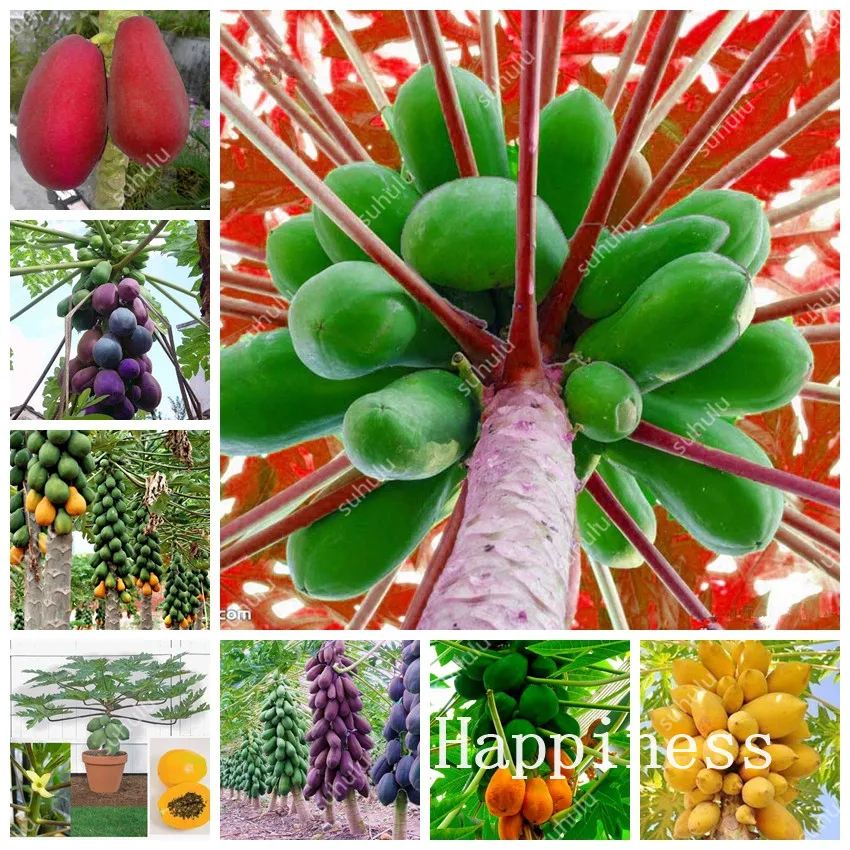 

50 Pcs True Papaya Plants Outdoor Bonsai Tree Organic Carica Papaya Bonsai For Garden Vegetable Fruit Plant Outdoor Tropic Fruit