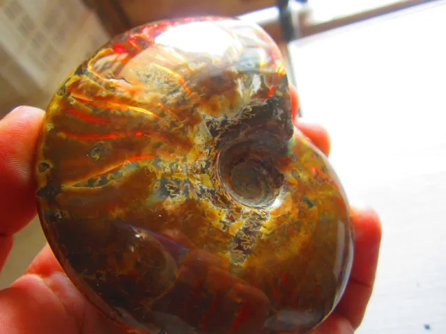 Best Offers 257g(0.57 lb) Iridescent Ammonite Ammolite Specimen Fossil Madagascar BFB669